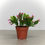 Thumbnail: 4" Easter/Spring Cactus