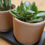 Thumbnail: Rooted 3D Mid Century Mini Planter Trio + Tray