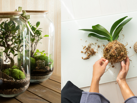 Terrariums and kokedama moss ball plant being created during a workshop at Beth’s Roots & Shoots in Bountiful, Utah