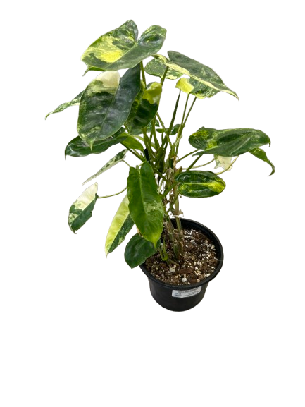 Thumbnail:  Philodendron