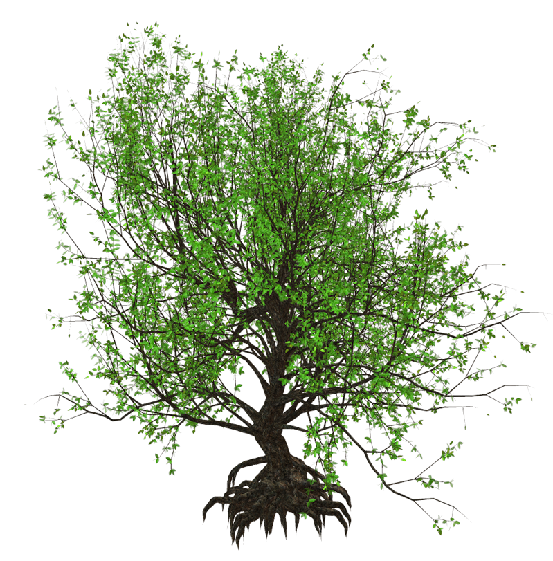 arbre 01 (5).png