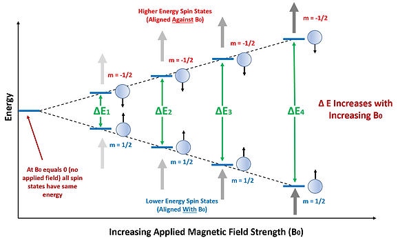 Effect of Magnetic Field Strength on Energy Difference between Aligned and Unaligned Spin States