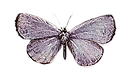 purplebutterfly_websitepng.png
