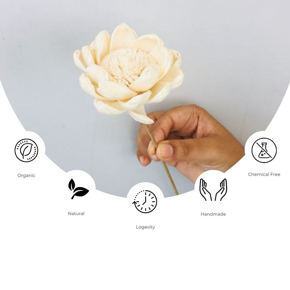 Thumbnail: Beli Sola Flower (5pcs)
