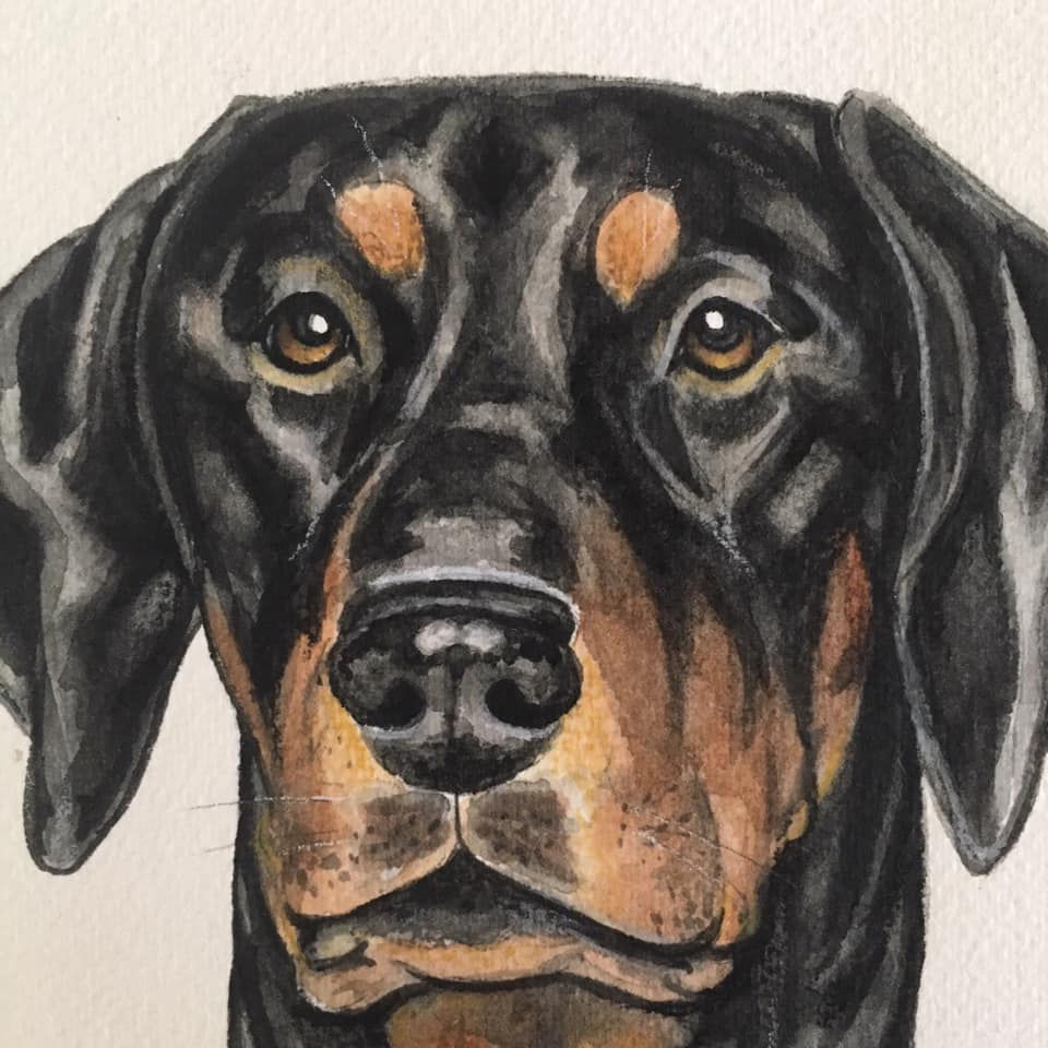 Doberman, closeup