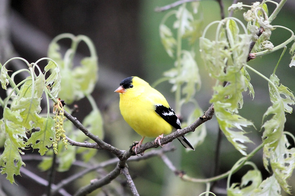 I Am a Goldfinch on a Pine Branch