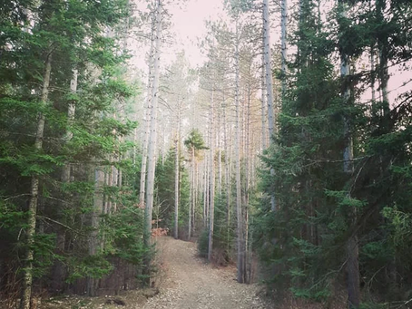 Forest County: Wild and Wondrous