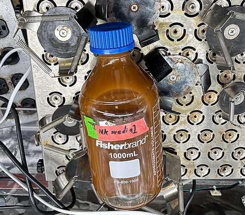 Bacterial media sample