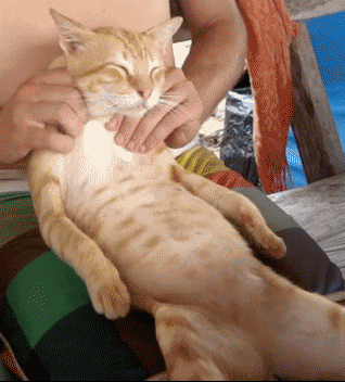 Cat Spa GIF.gif