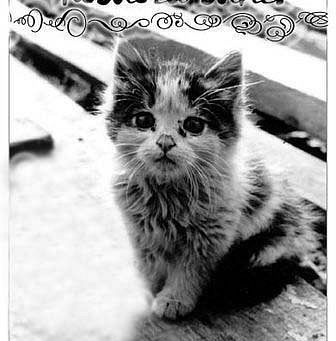 Брошенный котенок