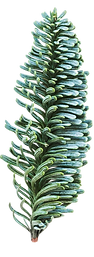 leaf3.png
