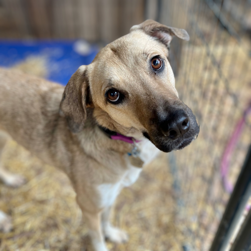 Runner Charming Pet Rescue