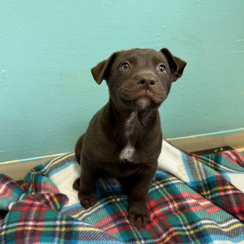 Fried Chicken Charming Pet Rescue