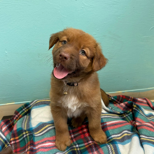 Street Tacos Charming Pet Rescue