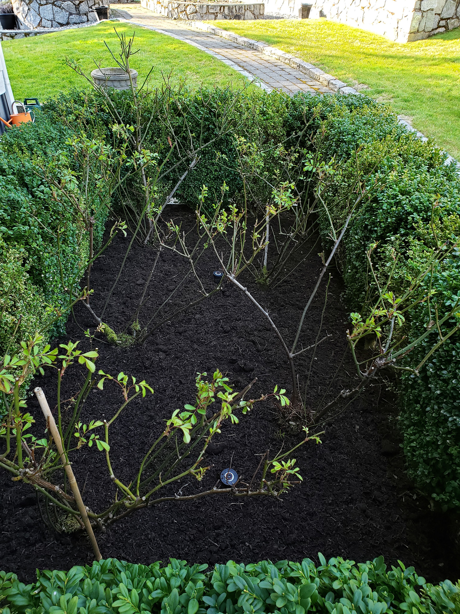 Steer Manure mulch for Roses