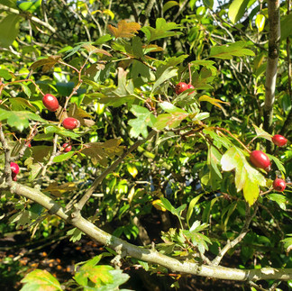 Hawthorn Berries in fall provides food for birds