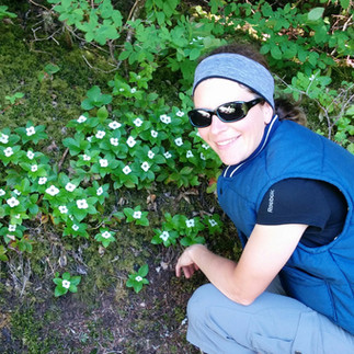 Cornus canadensis or Bunchberry growing in the wild