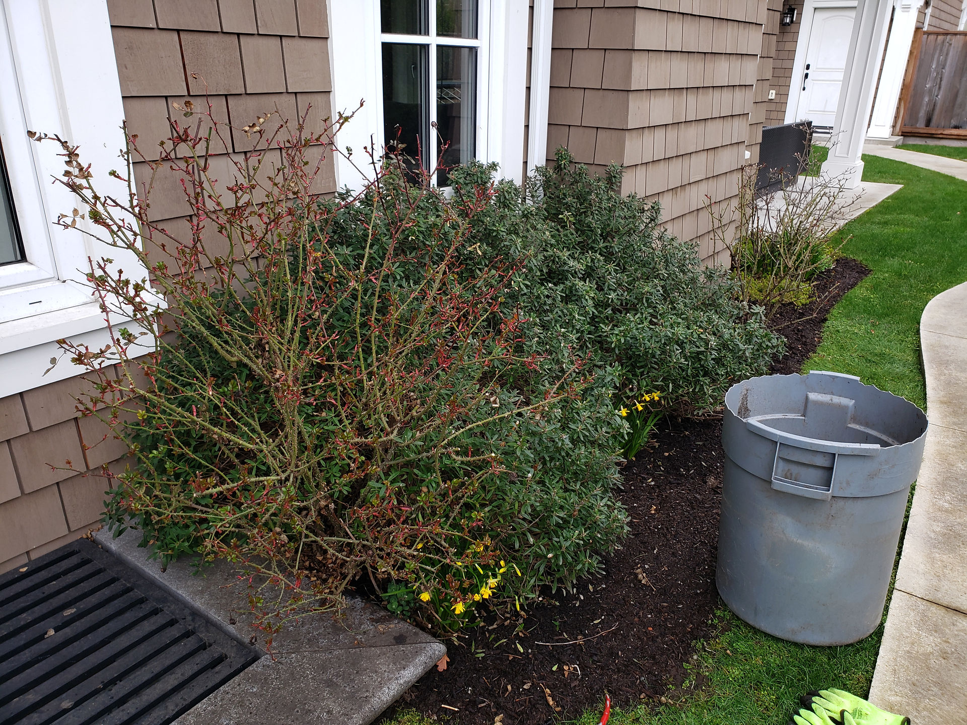 Shrub Rose before pruning