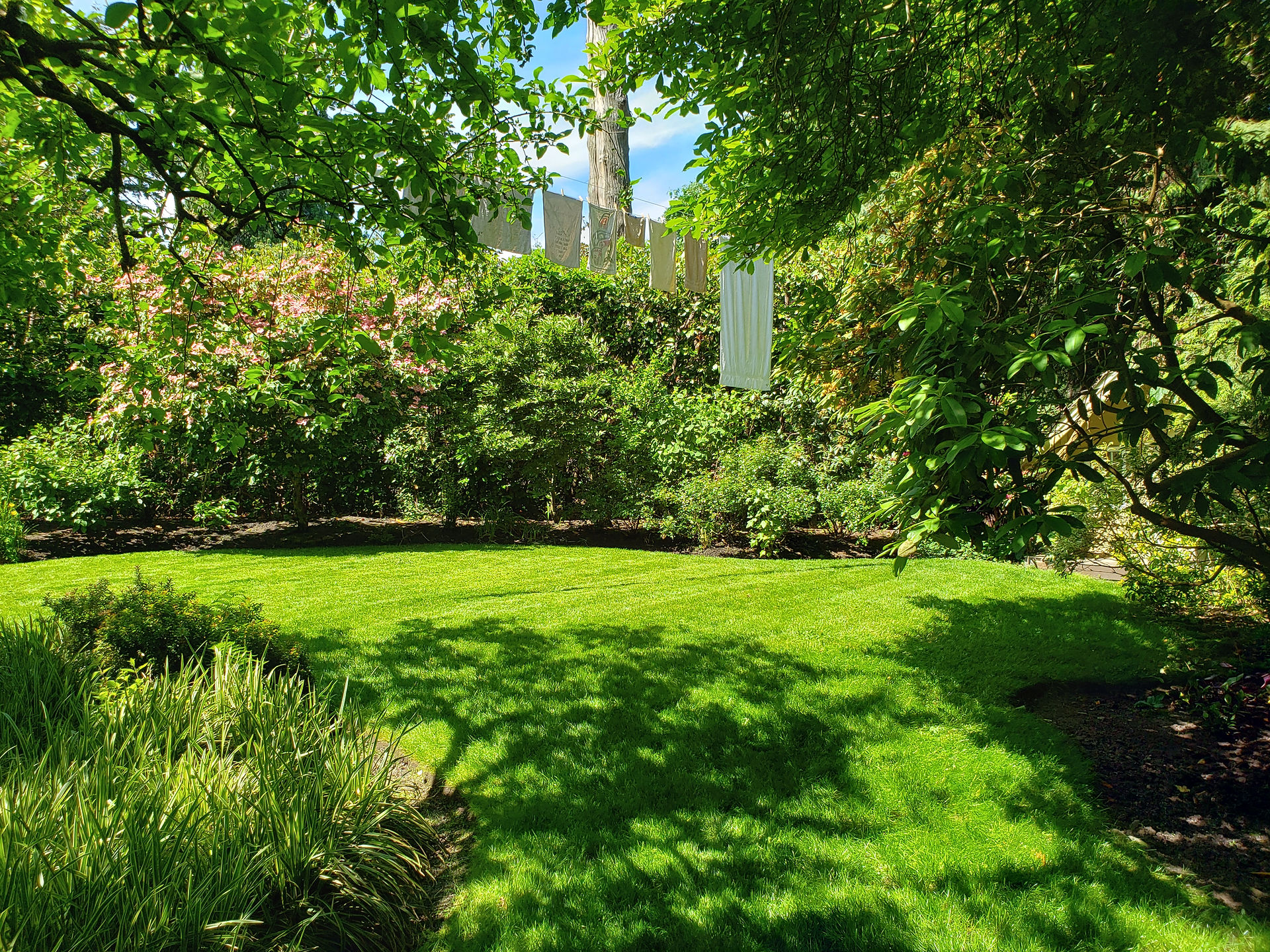 Late spring lawn after improvements