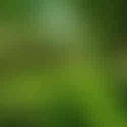 Healthy Clover & Perennial Rye Lawn