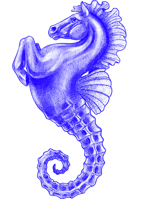 ILL_BLEU_RGB_300dpi_cheval de mer (2).png