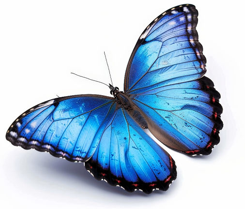 Butterfly_edited.jpg