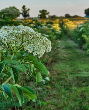 elder_flower_row_dusk.jpg