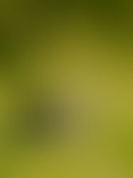 The Cutest Ceremony Shoot We Never Saw ComingCherry Blossoms. 🐑🌸