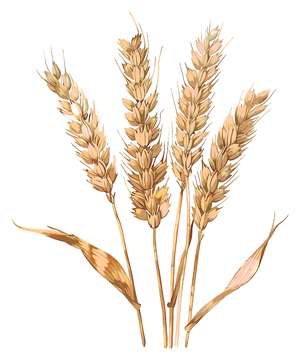 Imae d'épis de blé pour une bonne nutrition sur Anzin et Valenciennes