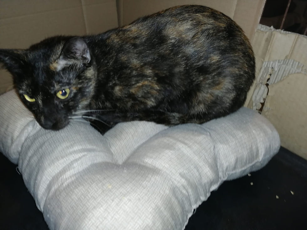 WhatsApp Image 2026-03-12 at 12.35.39