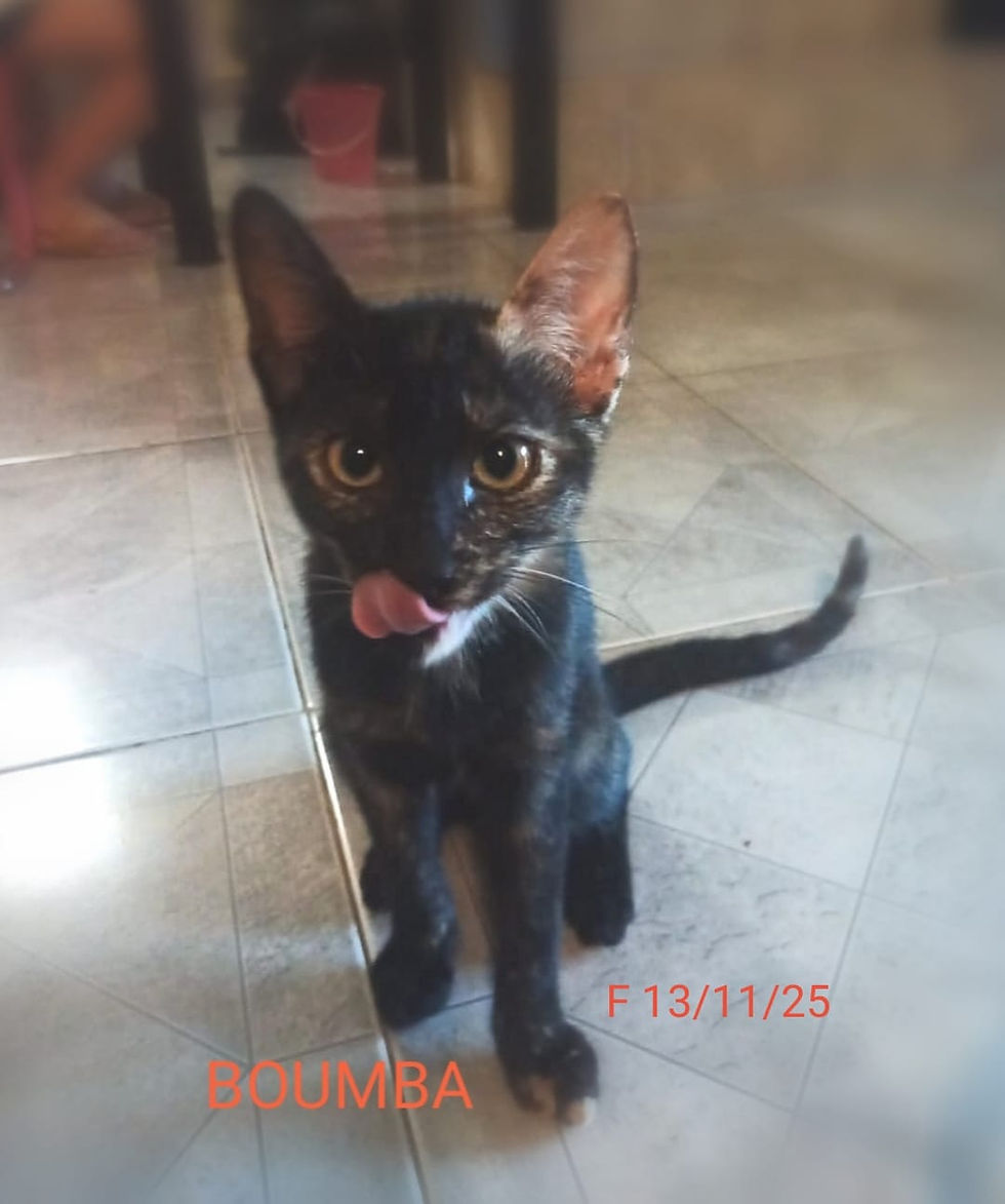 WhatsApp Image 2026-03-12 at 13.06.54