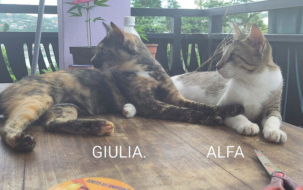 WhatsApp Image 2026-03-12 at 12.34.17