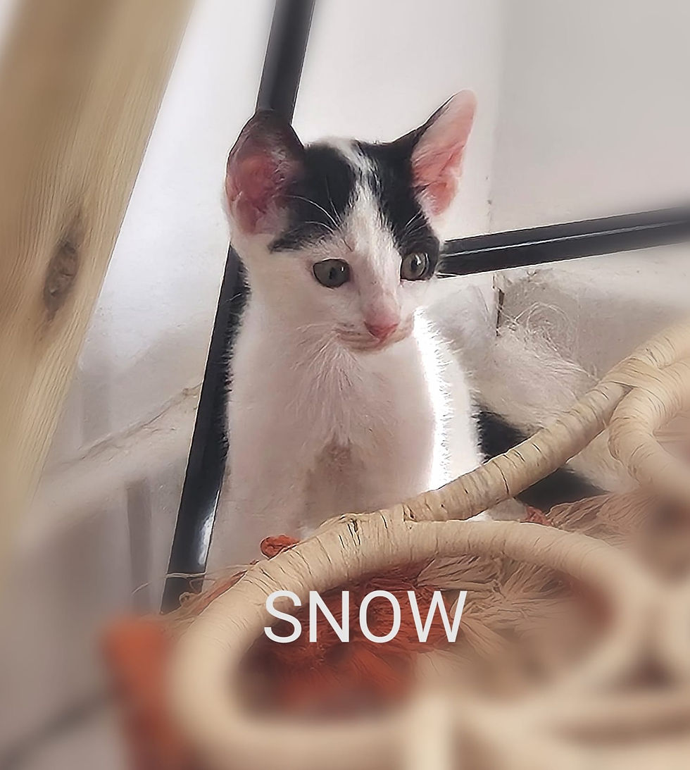 Snow_chat