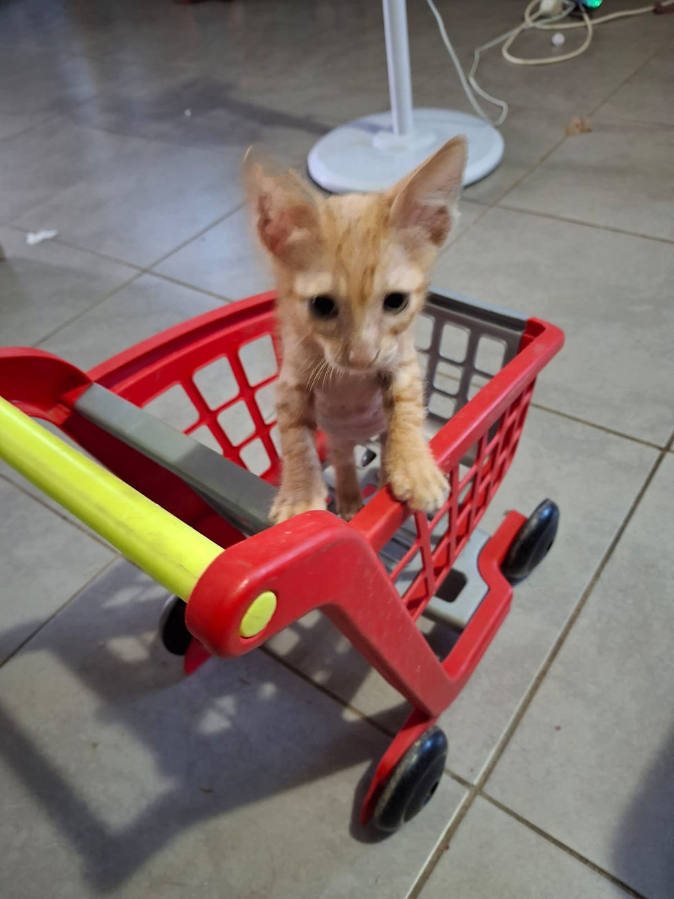 Tigrou dans le caddie