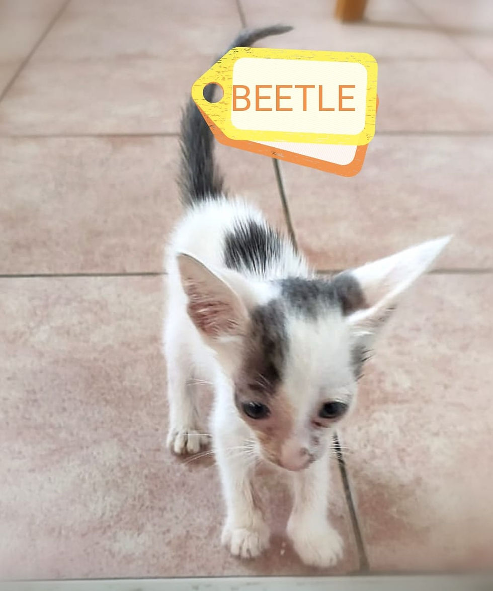 WhatsApp Image 2026-03-12 at 11.30.28 (2)