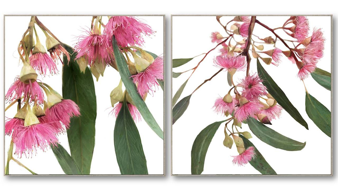 S/2 84CM RedFloweringGumFramed