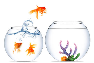 goldfish.jpg