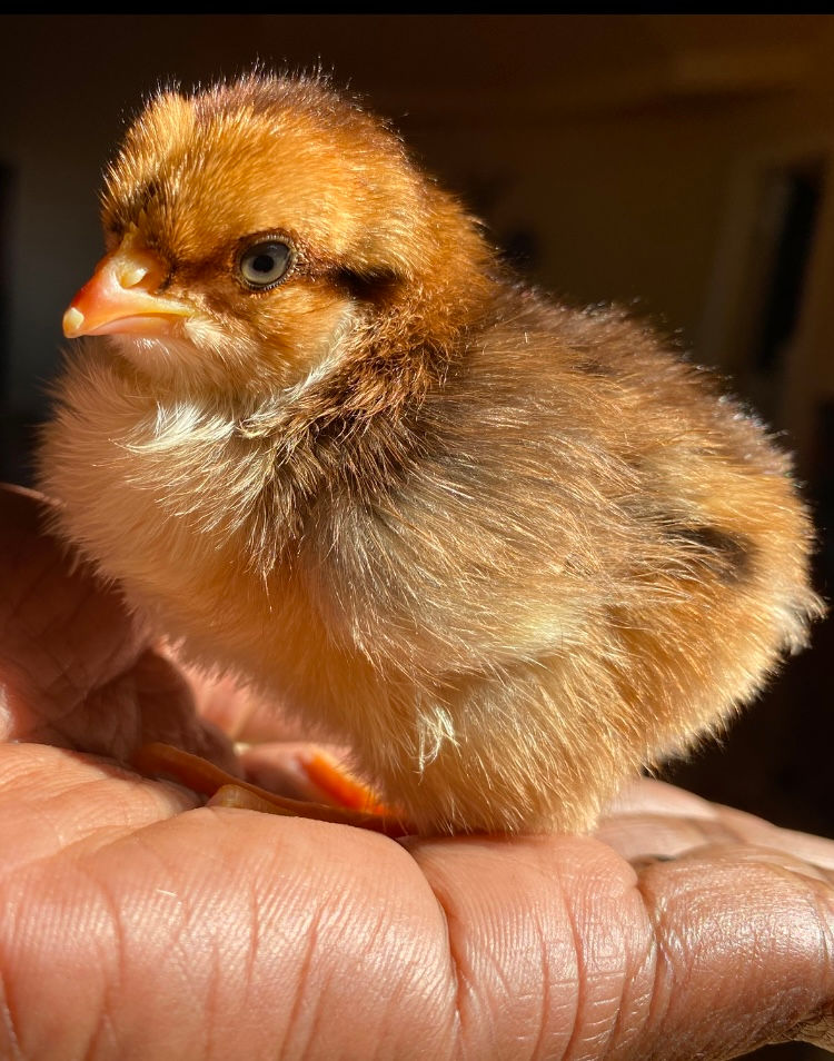 Speckled Sussex
