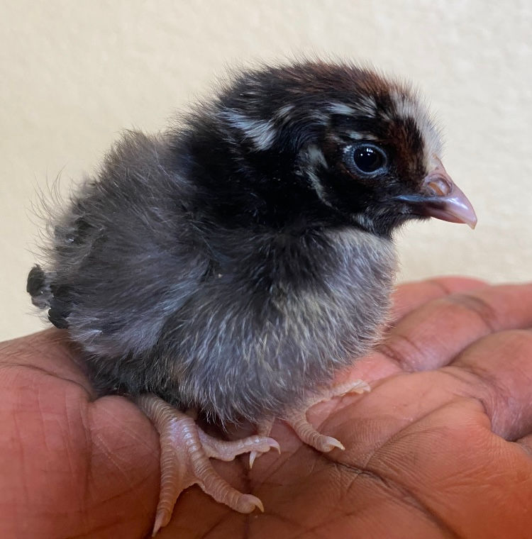 Silver Laced Wyandottes
