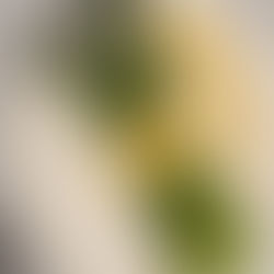 Asparagus with Vegan Hollandaise Sauce