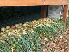 IMG_4270.jpeg