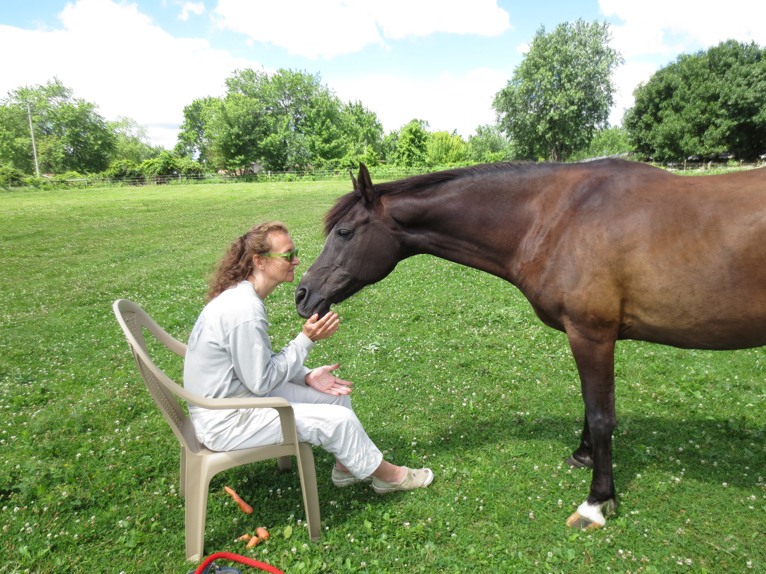 Resilience Program Freedom Horse Coachi resilience-program-freedom-horse-coachi