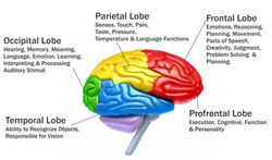 inside brain function