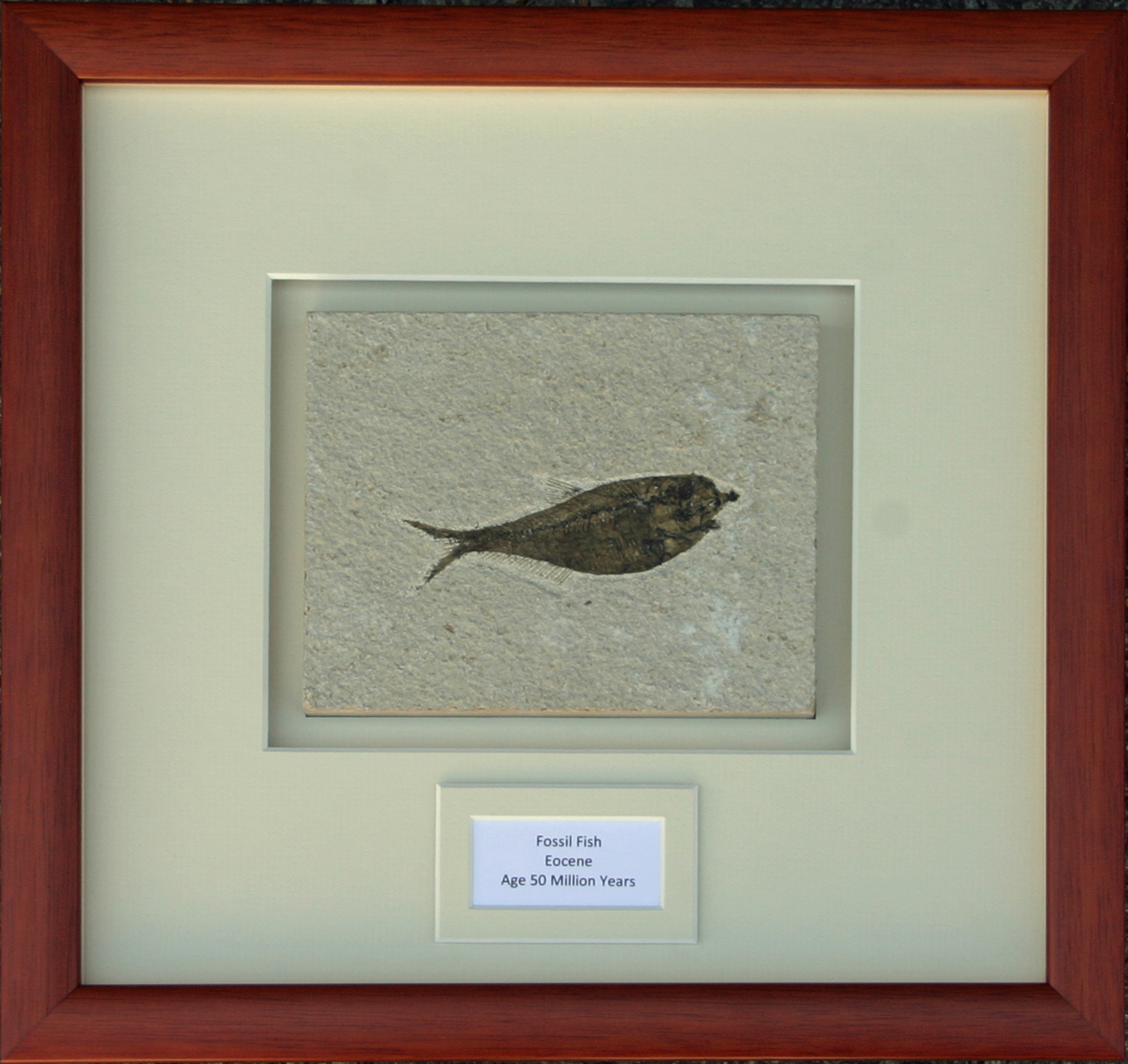 Framed Fossil.