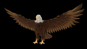 feather_cover.jpg