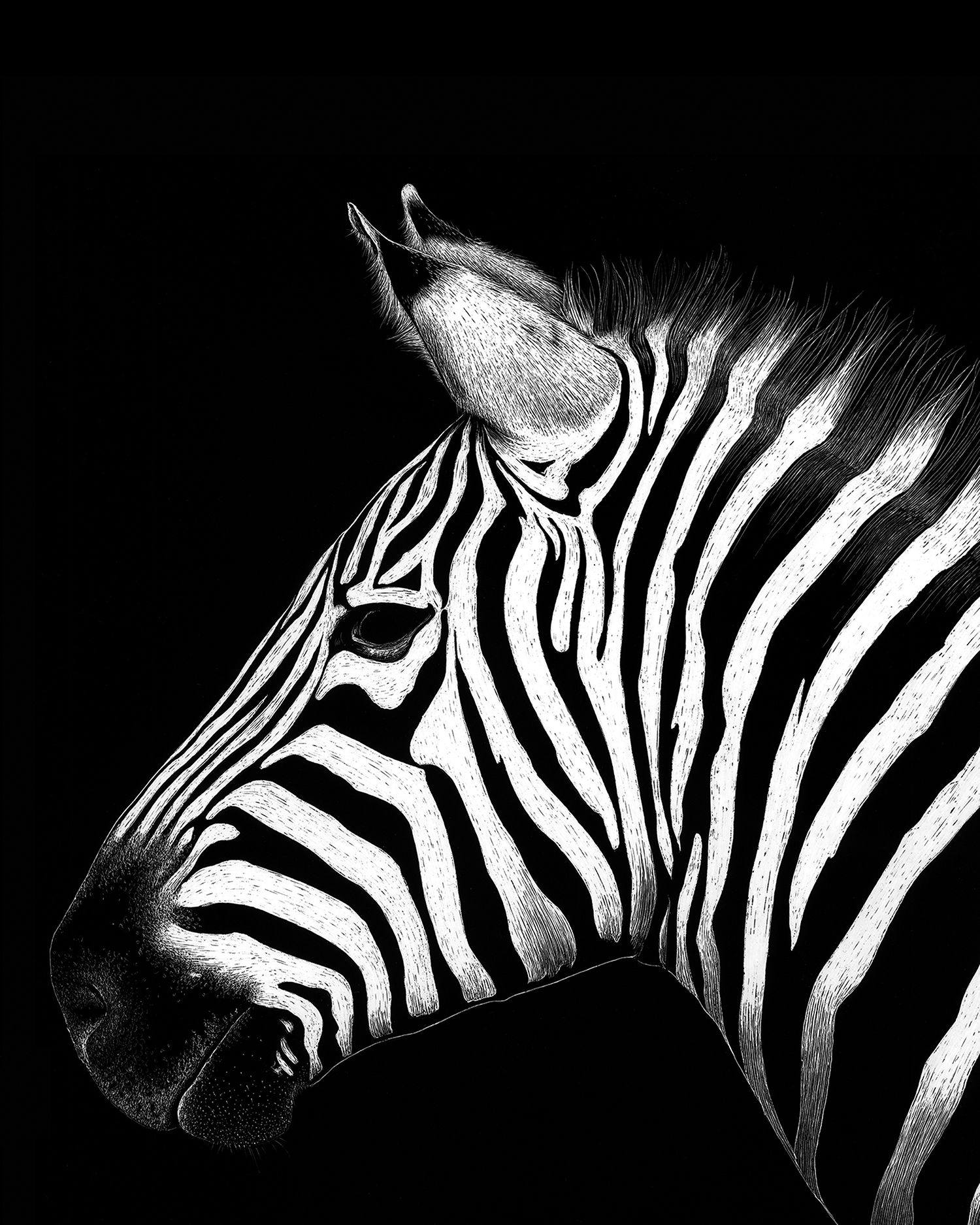 Zebra (Moses)
