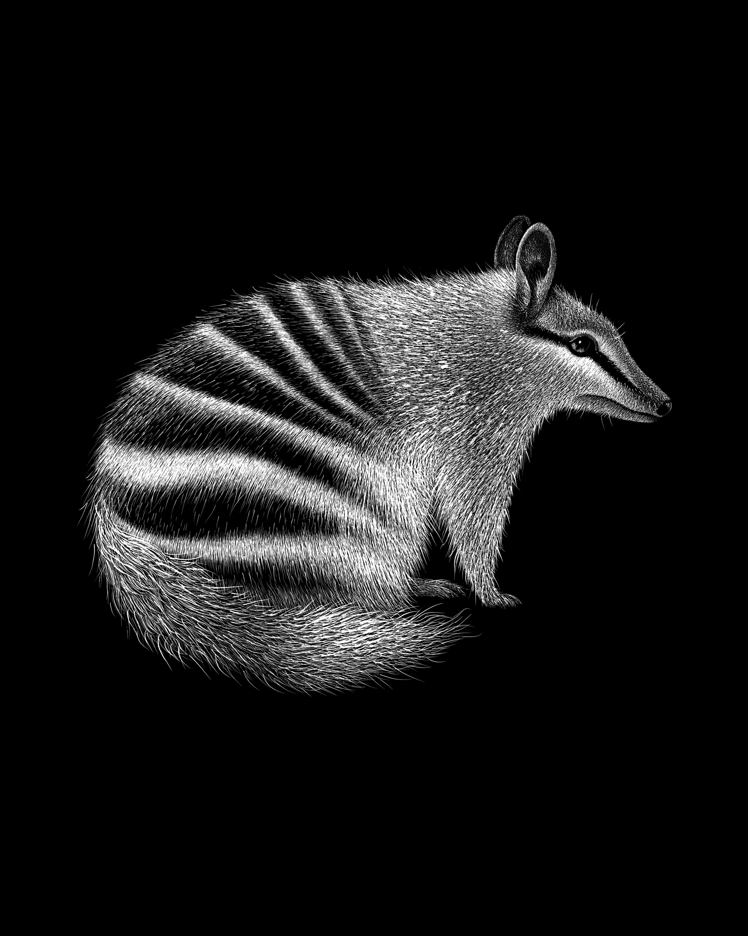 Numbat