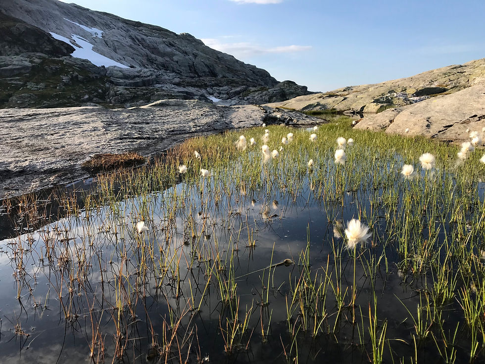 berg og myr 5.jpg