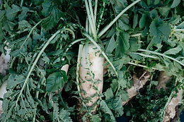Parsnips