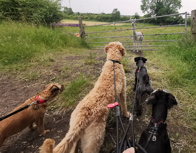 dogs on their adventure meeting an alpaca